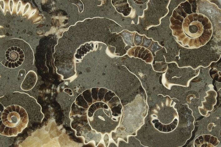 Polished Ammonite (Promicroceras) Slice - Marston Magna Marble #211312